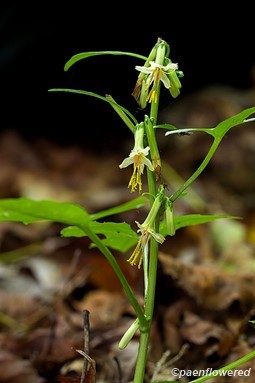 Tall rattlesnake-root