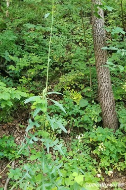 Growth habit