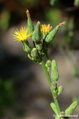 Sticky hawkweed