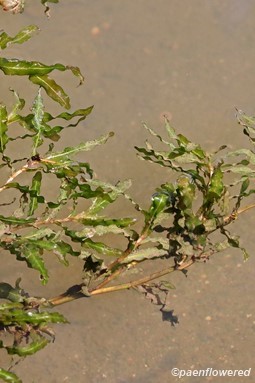 Plant in vegetative state