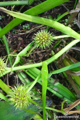 Immature fruits