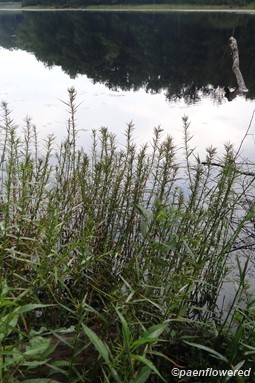 Plant form & habitat