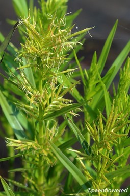 Culms with spikelets