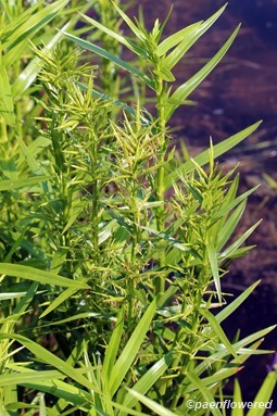 Clump of culms with spikelets