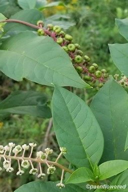 Pokeweed