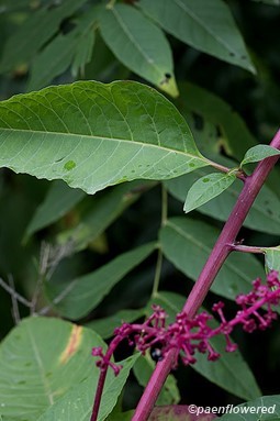 Leaf and stem