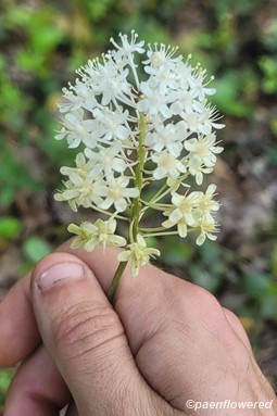 Inflorescence