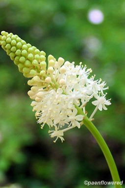 Inflorescence with maturing flowers