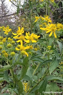 Wingstem crownbeard