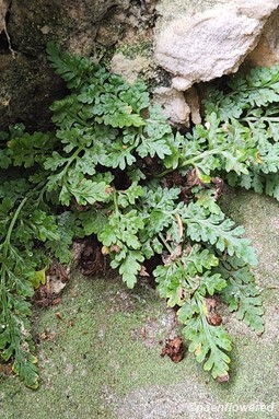 Plant form