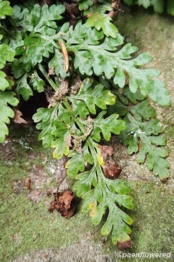 Mature fronds