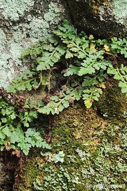 Fern tufts