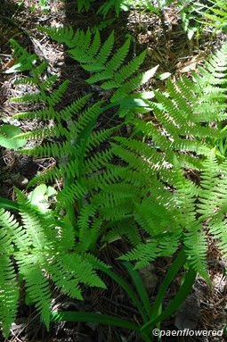 Spring lady fern cluster