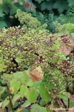 Early fruits