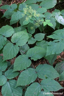 Leaves and inflorescence