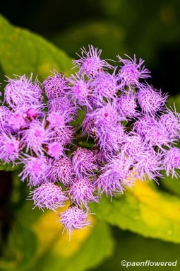 Inflorescence
