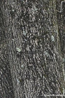 Mature bark with lichens