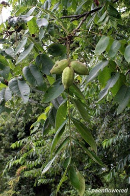 Juglans