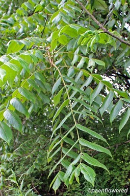 Branch with leaves