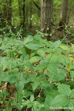 Forest licorice bedstraw
