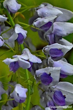 Wisteria