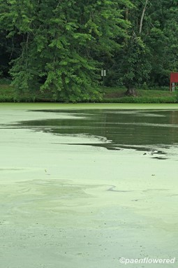 Pond Covered with Fronds of Wolffia and Lemna minor