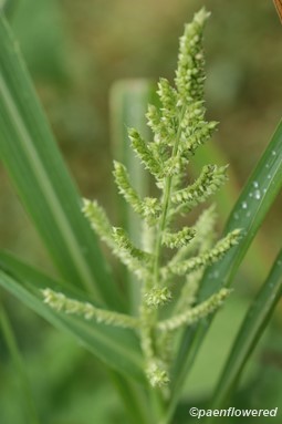 Spikelets & leaves