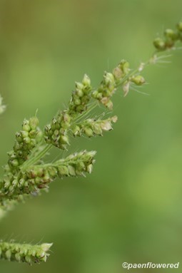 Spikelets