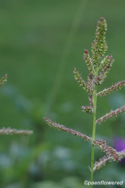 Plant in early fruit