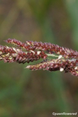 Plant in fruit