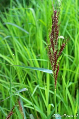 Plant in fruit