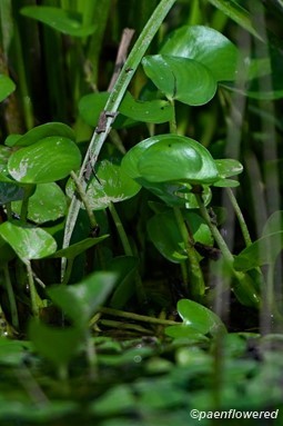Leaves