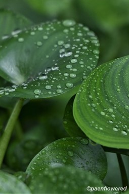 Kidneyleaf Mud-Plantain