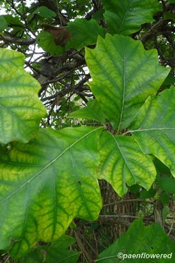 Leaves