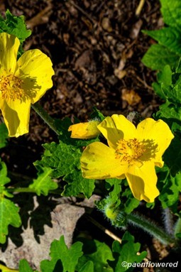 Flowers & leaves