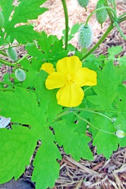 Leaves, flower, & fruit