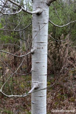 Young bark