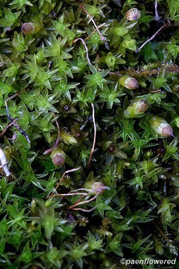 Mosses of Pennsylvania - Flora of Pennsylvania