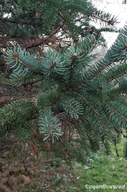 Picea