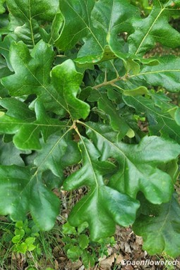 Leaves