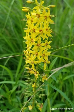 Lysimachia