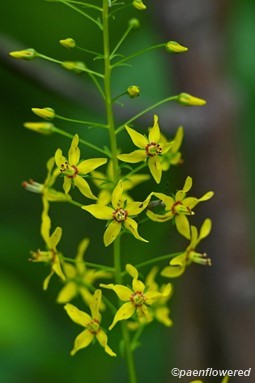Plant in flower