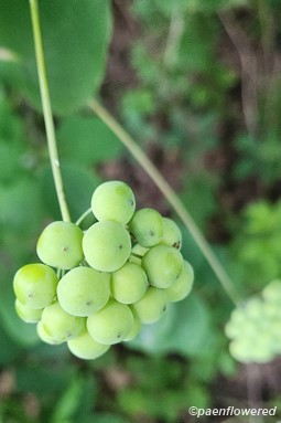 Fruit