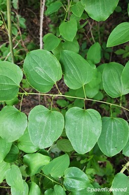 Branch