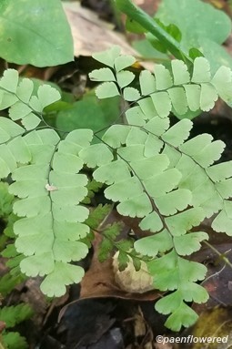 Immature frond in late season