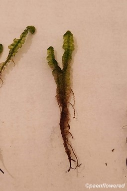 Gametophyte branching patterns