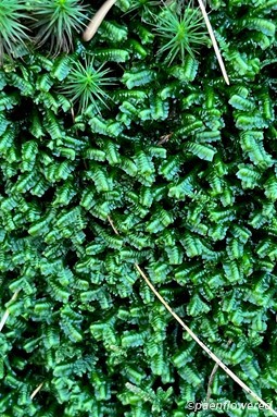 Plant form