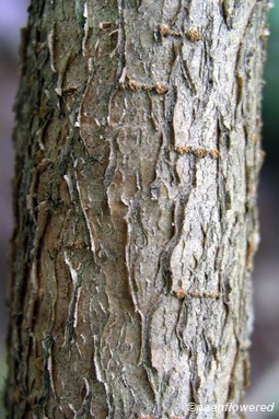 Bark