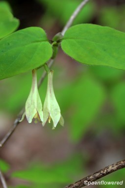 snow rose plant Snow Rose Variegated (Serissa japonica) Live Plant – Bloomica main image 0