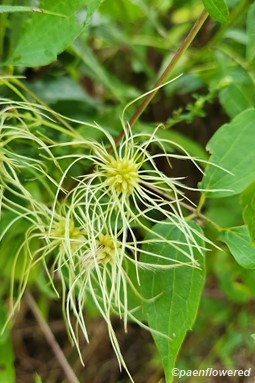 Ripening achenes